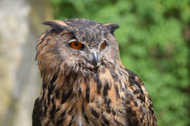 Avrasya kartal baykuş yakın çekim