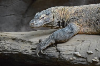 Komodo dragon ağaçta döşeme