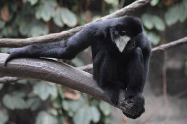 Bir ağaç dalı üzerinde oturan Gibbon