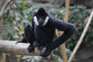 Bir ağaç dalı üzerinde oturan Gibbon