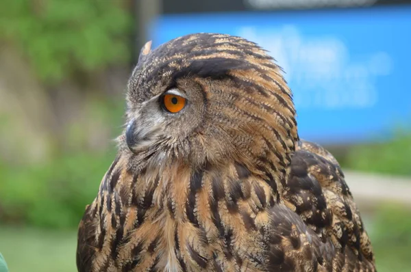 Avrasya kartal baykuş yakın çekim