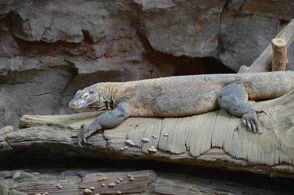 Komodo dragon ağaçta döşeme