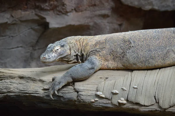 Komodo dragon ağaçta döşeme
