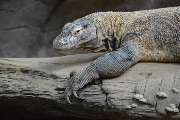 Komodo dragon ağaçta döşeme