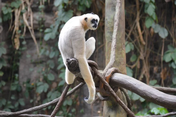 Gibbon Seduto Ramo Albero — Foto Stock