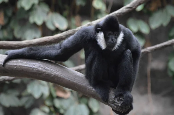 Gibbon Assis Sur Une Branche Arbre — Photo