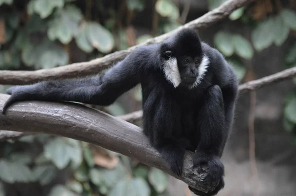 Gibbon Sentado Una Rama Árbol — Foto de Stock