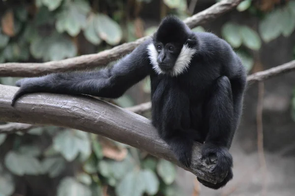 Gibbon Zitten Een Boomtak — Stockfoto