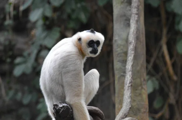 Gibbon Seduto Ramo Albero — Foto Stock