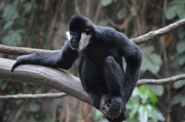 Gibbon Zitten Een Boomtak — Stockfoto