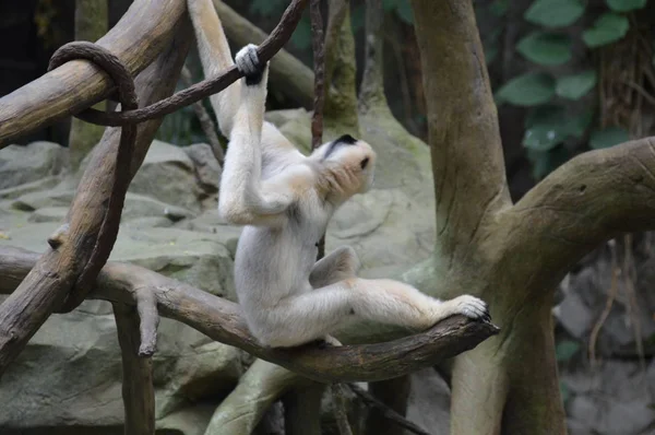 Gibbon Zitten Een Boomtak — Stockfoto