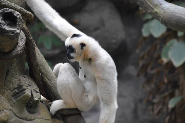 Gibbon Assis Sur Une Branche Arbre — Photo