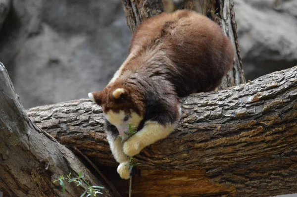 Baumkänguru Auf Einem Ast — Stockfoto