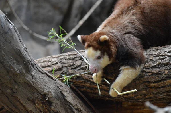 Tree kangaroo on a branch