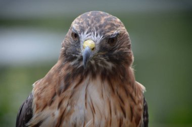 Kırmızı kuyruklu şahin yakın çekim