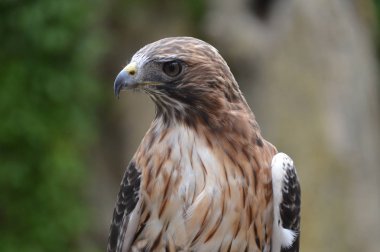 Kırmızı kuyruklu şahin yakın çekim