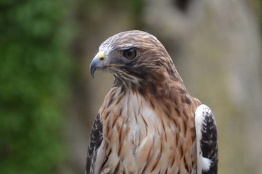 Kırmızı kuyruklu şahin yakın çekim