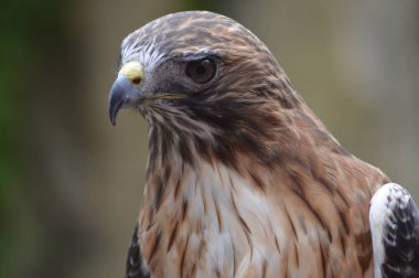 Kırmızı kuyruklu şahin yakın çekim