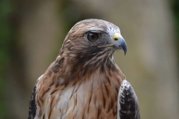 Nahaufnahme Eines Rotschwanzfalken — Stockfoto