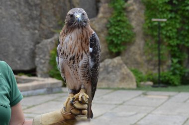 Kırmızı kuyruklu şahin yakın çekim
