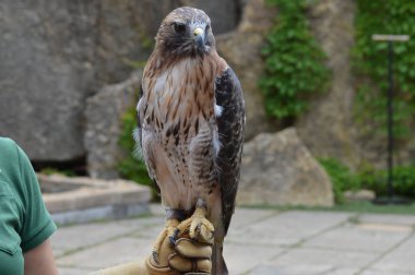 Kırmızı kuyruklu şahin yakın çekim