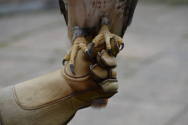 Garras Falcão Cauda Vermelha — Fotografia de Stock