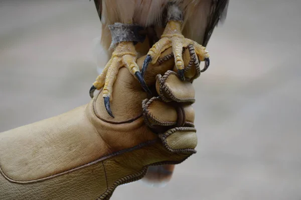 Garras Falcão Cauda Vermelha — Fotografia de Stock