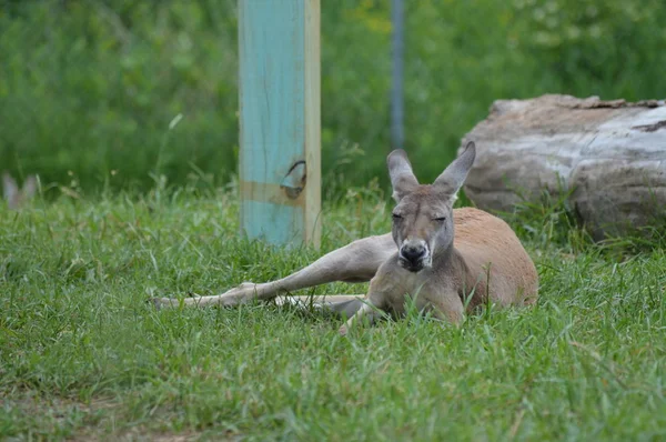 Kangaroo Laying Grass — Stock Photo, Image