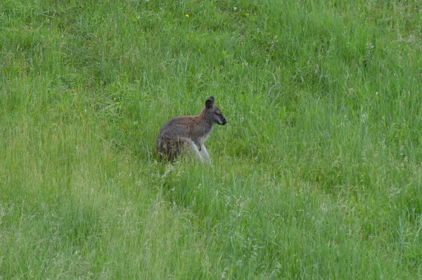 Wallaby Hierba —  Fotos de Stock