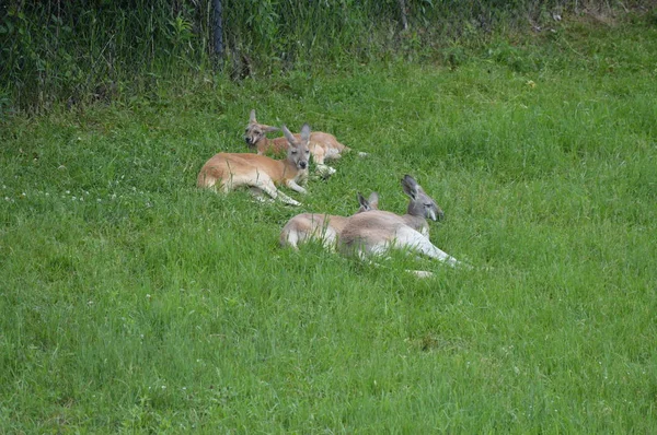 Känguru Liegt Gras — Stockfoto