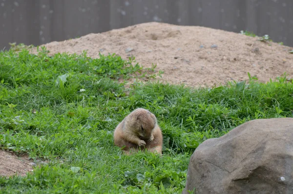 Prairie Dog Outdoors Summer — Stock Photo, Image