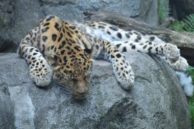 Amur leoparı açık havada