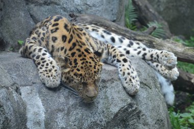 Amur leoparı açık havada