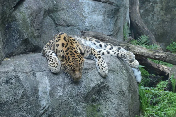 Amur Leopardo Aire Libre — Foto de Stock