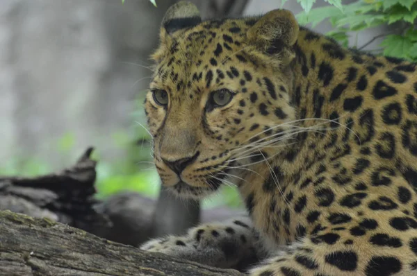 Amur Leopard Der Freien Natur — Stockfoto