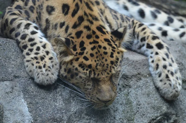 Amur Leopardo Aire Libre — Foto de Stock