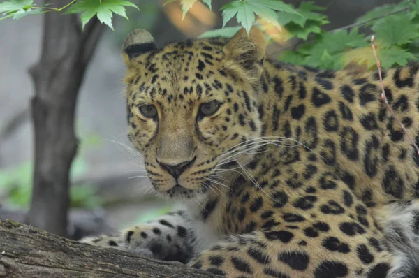 Amur Leopard Outdoors — Stock Photo, Image