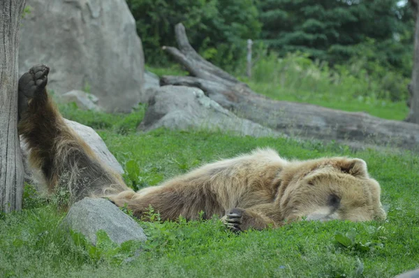 Niedźwiedź Grizzly Spanie Trawie — Zdjęcie stockowe