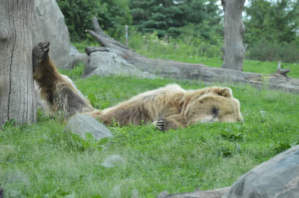 Medvěd Grizzly Spí Trávě — Stock fotografie