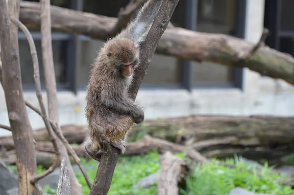 Snö Monkey Utomhus — Stockfoto