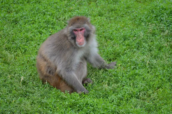 Snow Monkey Outdoors — Stock Photo, Image