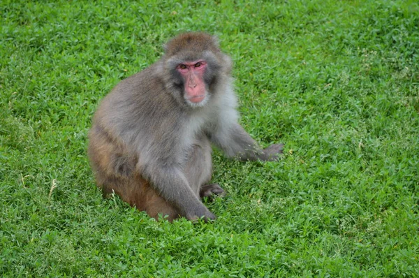 Monyet Salju Luar — Stok Foto