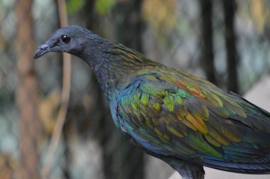 Bir nicobar güvercini kapatın.