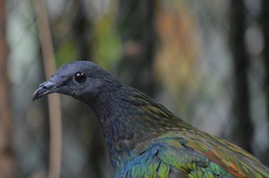 Bir nicobar güvercini kapatın.