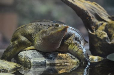 Yumuşak burun kaplumbağa su