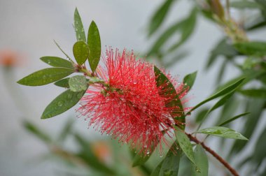 Bir şube büyüyor çiçeği