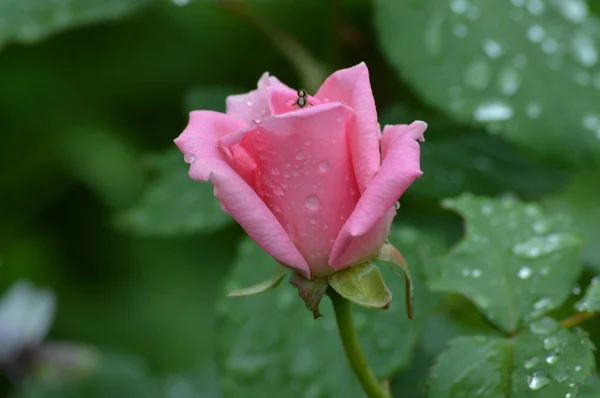 Rose Growing Garden — Stock Photo, Image