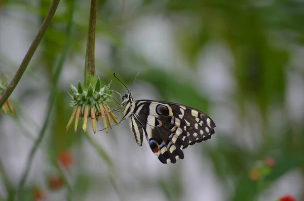 Бабочка Саду — стоковое фото
