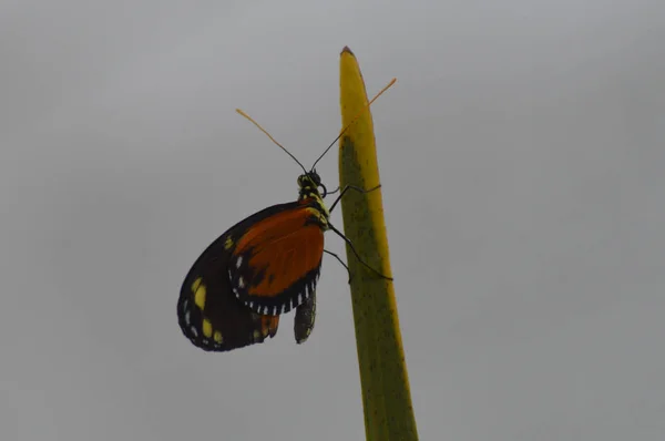 Borboleta Jardim — Fotografia de Stock