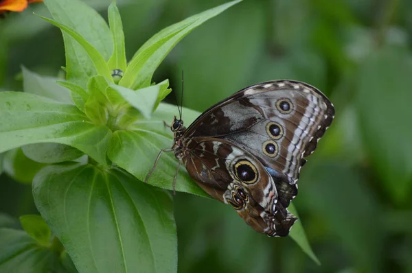 Papillon Dans Jardin — Photo